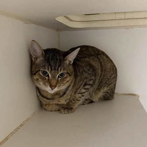 An adult medium-sized male Brown / Chocolate Domestic Short Hair cat named Monk for adoption in Hawthorne, CA
