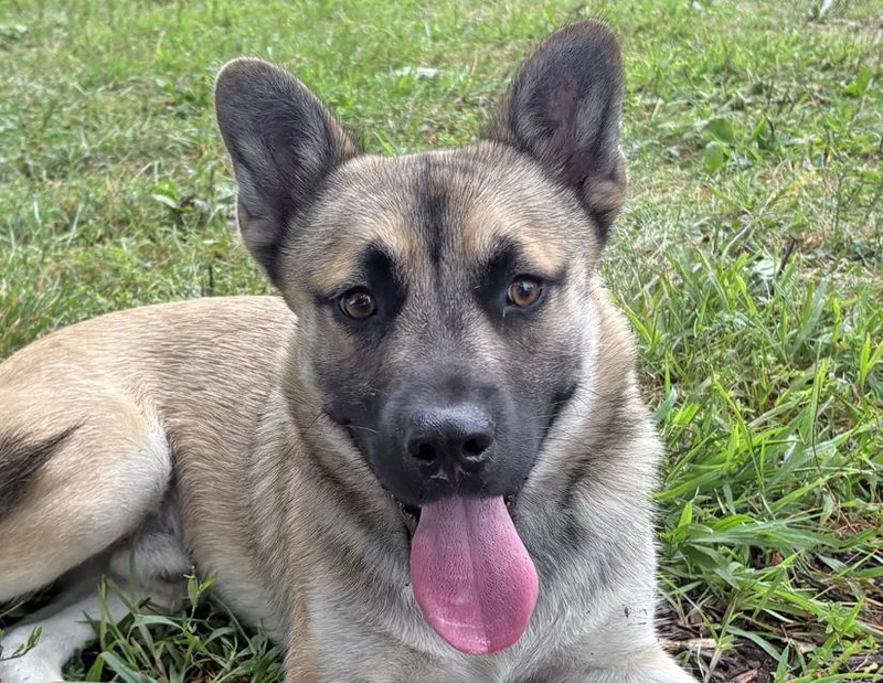 A young medium-sized male Yellow / Tan / Blond / Fawn German Shepherd Dog dog named Dunkin for adoption in Columbus, IN