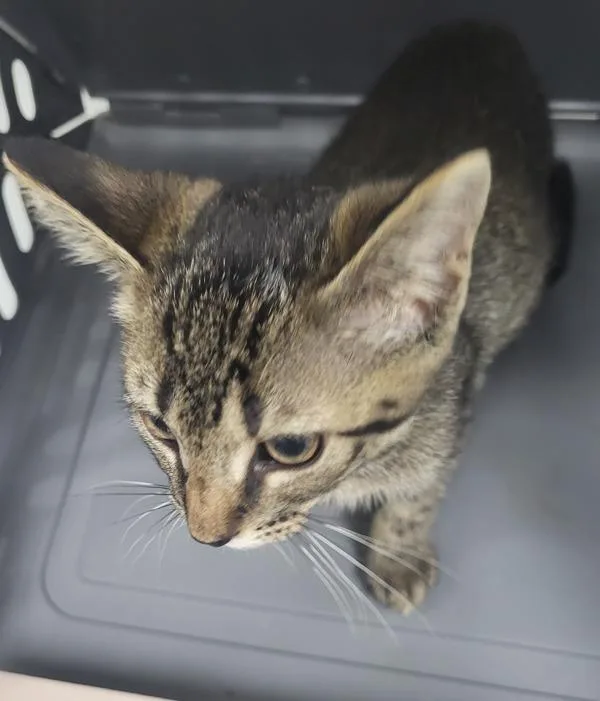 A baby small-sized female Domestic Short Hair cat named If for adoption in Lawrenceville, GA