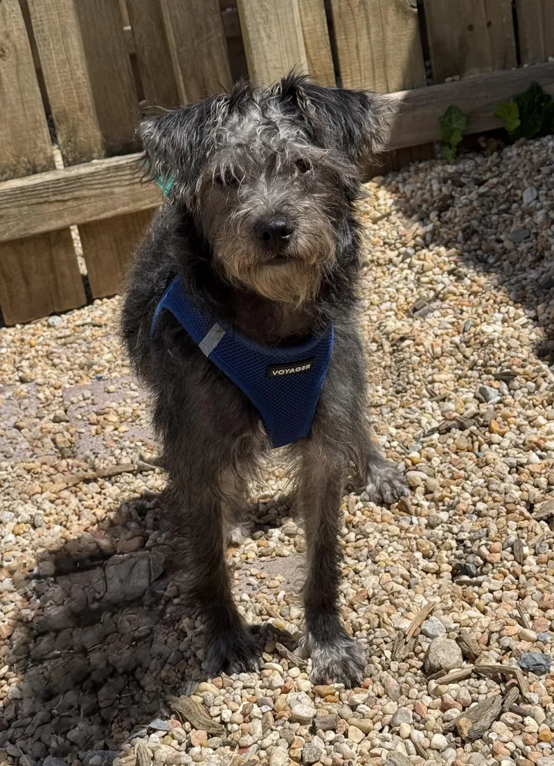 A baby small-sized male Gray / Blue / Silver Terrier dog named Miso for adoption in Ellicott City, MD