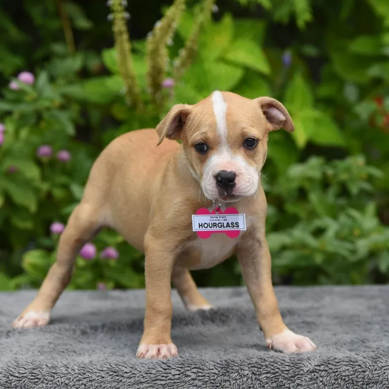 A baby small-sized female Pit Bull Terrier dog named Hourglass for adoption in Wake Forest, NC