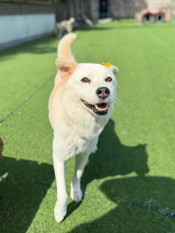 An adult medium-sized female Tricolor (Brown, Black, & White) Jindo dog named Haengbok for adoption in Long Island City, NY