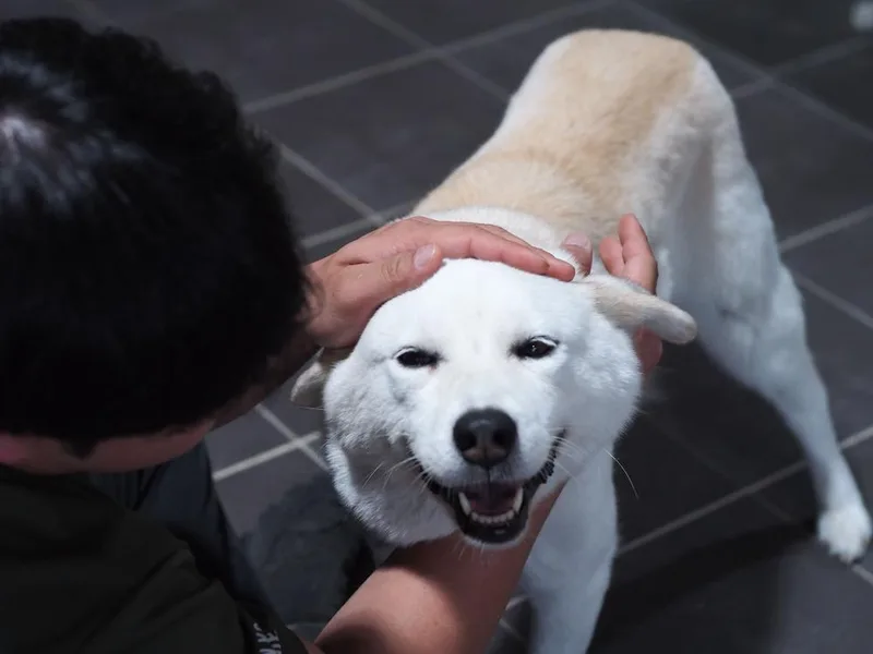 Haengbok thumbnail 2