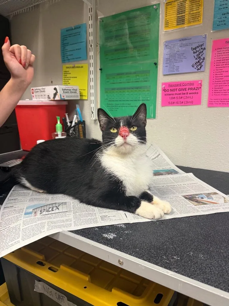 An adult medium-sized male Domestic Short Hair cat named Lobster for adoption in Sorrento, LA