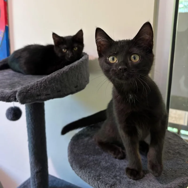 A baby small-sized male Domestic Short Hair cat named Busta for adoption in Cumming, GA