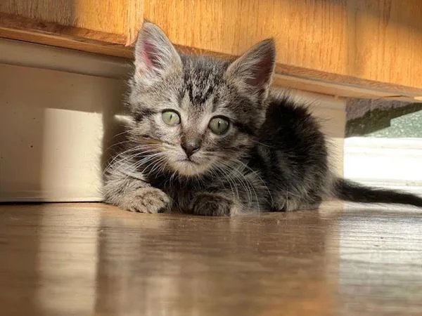 A baby small-sized female Domestic Short Hair cat named Nutmeg for adoption in Vancouver, WA