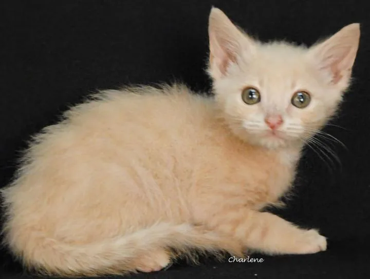 A baby medium-sized male Buff / Tan / Fawn Domestic Short Hair cat named Krusty Krab for adoption in Newland, NC
