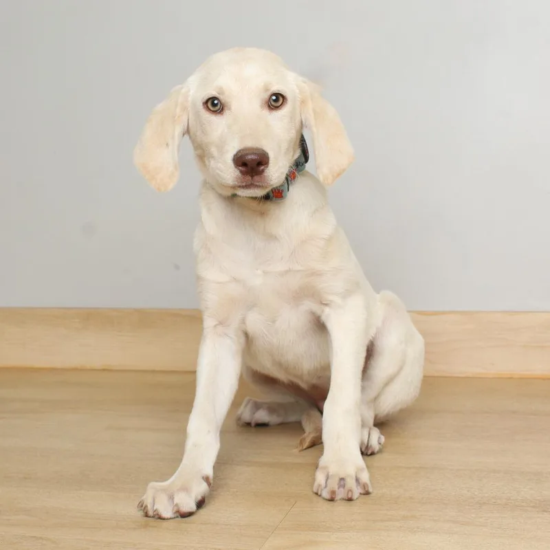 A baby medium-sized female White / Cream Labrador Retriever dog named Peaches D for adoption in Minnetonka, MN