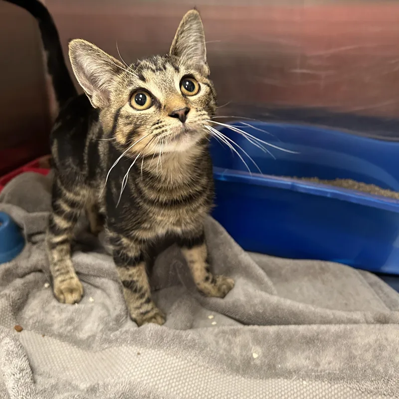 A young medium-sized female Tabby (Brown / Chocolate) Domestic Short Hair cat named Ebony for adoption in La Grange Park, IL