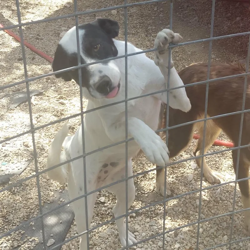 A young medium-sized female Australian Shepherd dog named Zaney for adoption in Spring, TX