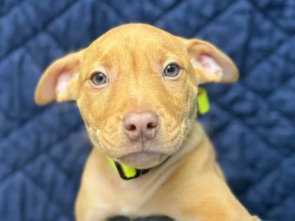 A baby small-sized male Pit Bull Terrier dog named Chandler for adoption in Portland, OR