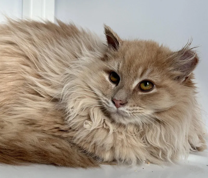 A young medium-sized male Domestic Long Hair cat named Joseph for adoption in Alexandria, VA