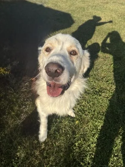 An adult large-sized male Golden Retriever dog named Pikachu for adoption in Columbus, IN