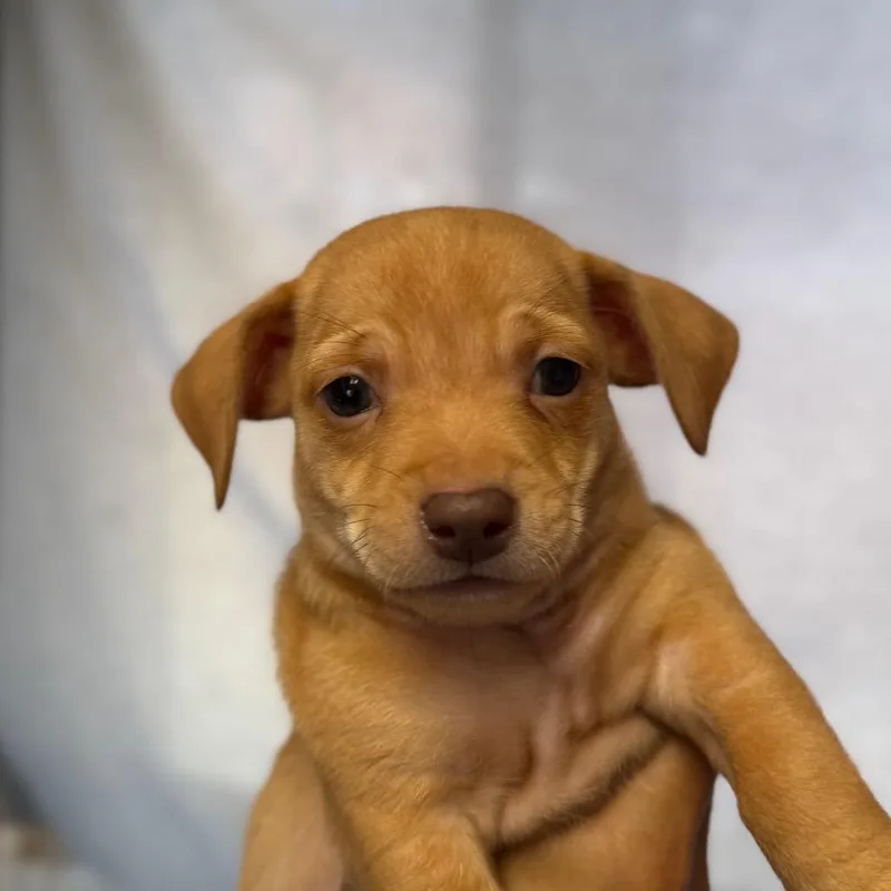 A baby small-sized male Chihuahua dog named Ciabatta for adoption in San Pablo, CA