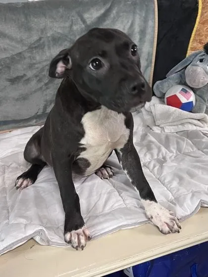 A baby medium-sized female Mixed Breed dog named Anna for adoption in Houston, TX