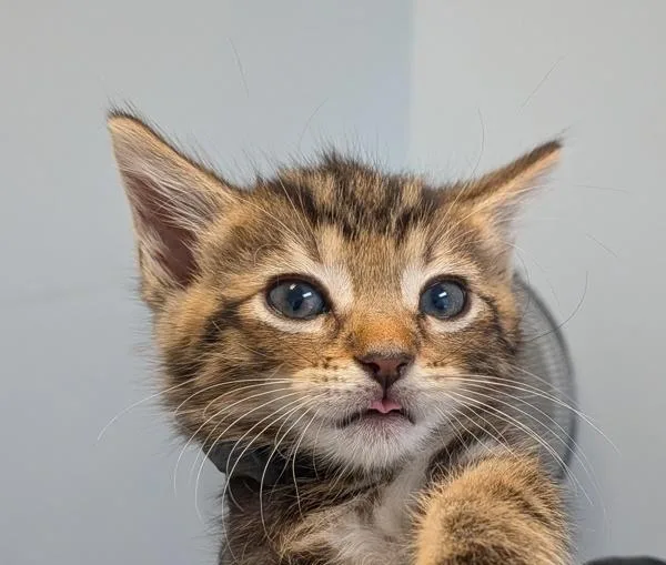 A baby small-sized male Domestic Short Hair cat named Frijoles for adoption in Escondido, CA