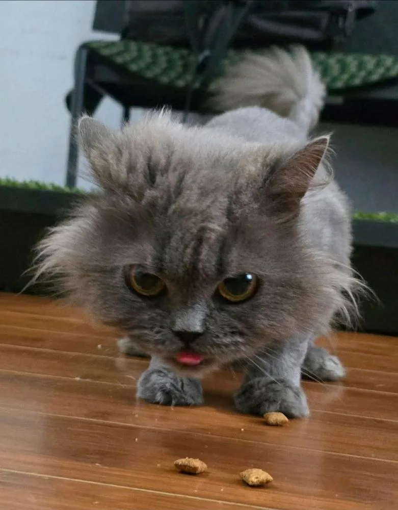 An adult small-sized female Blue Point Persian cat named GiGi for adoption in Wolfe City, TX