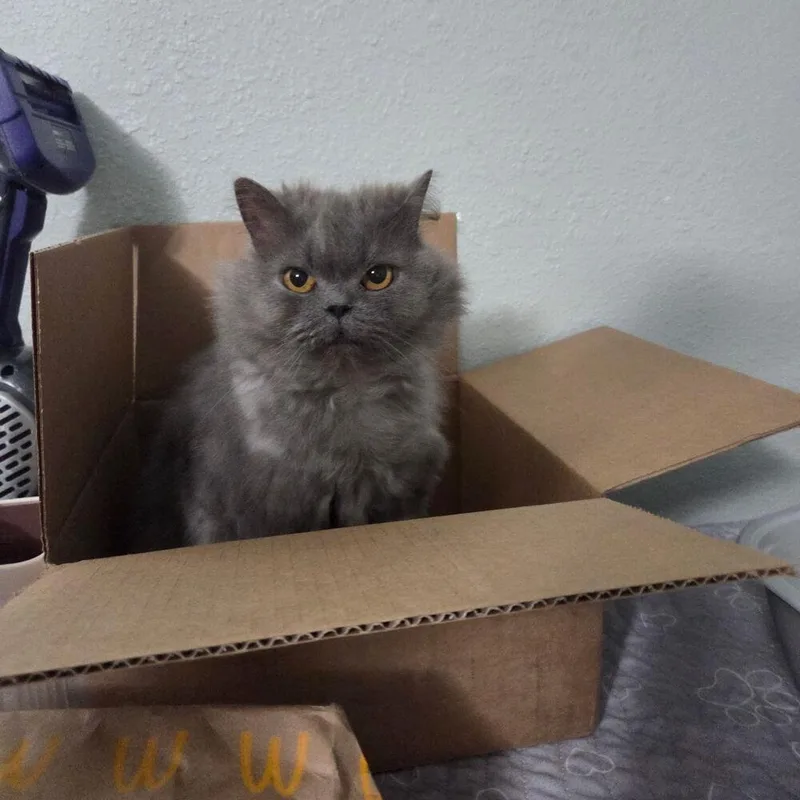 GiGi thumbnail 3