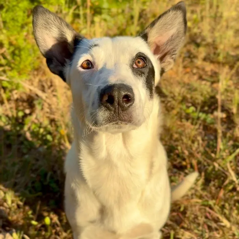 A young medium-sized female White / Cream Mixed Breed dog named Sushi for adoption in Washington Township, OH