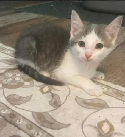 A baby medium-sized female Gray & White Domestic Short Hair cat named Cher for adoption in Warr Acres, OK