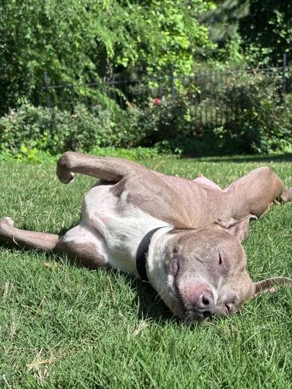 An adult medium-sized female Mixed Breed dog named Collagen for adoption in Chamblee, GA