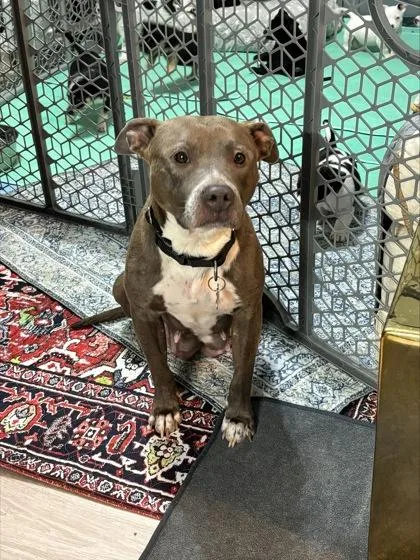 Collagen thumbnail 2