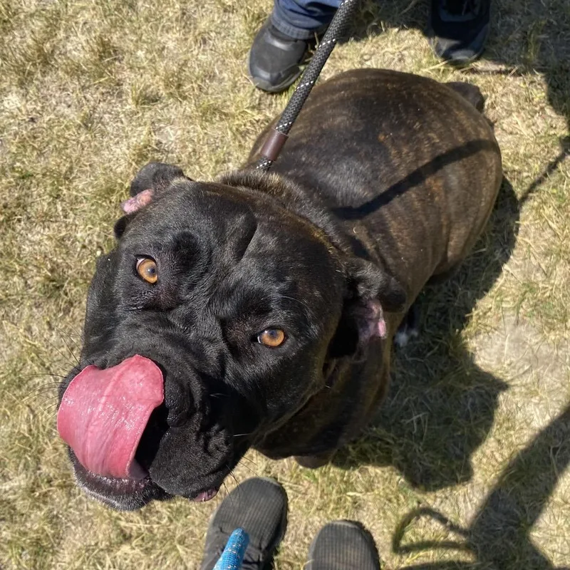 A young extra large-sized female Brown / Chocolate Mastiff dog named Gloria for adoption in Newark, NJ