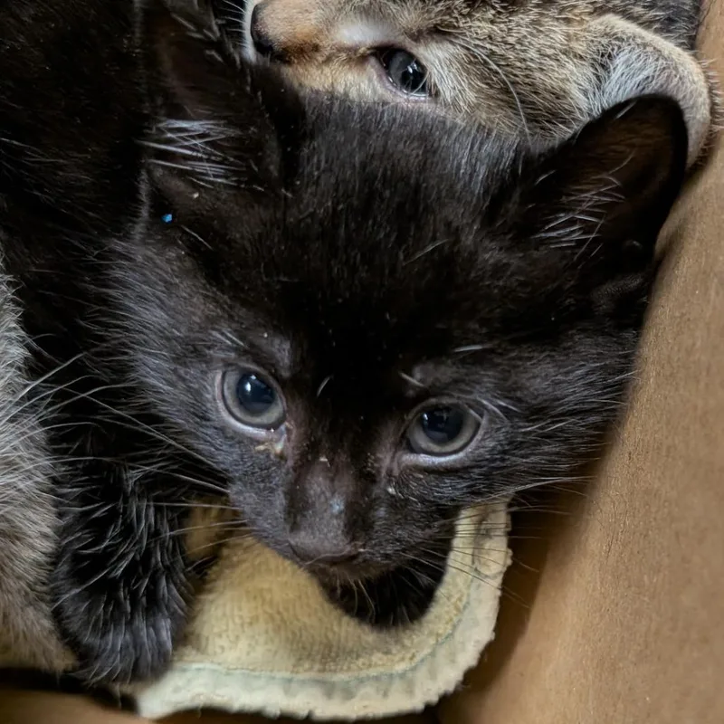A baby small-sized female Black Domestic Short Hair cat named Serah for adoption in Greenville, SC