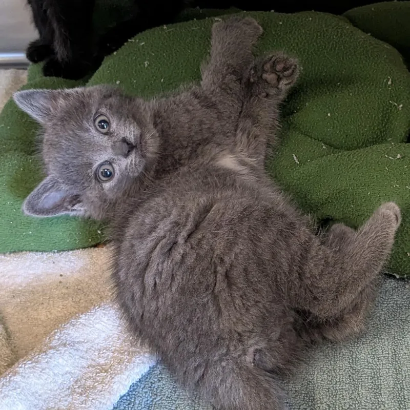 A baby small-sized male Gray / Blue / Silver American Shorthair cat named Dumpling for adoption in Danville, KY
