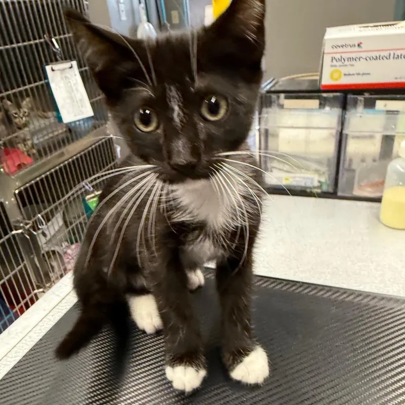 A baby small-sized male Black Domestic Short Hair cat named Brocade for adoption in Spokane, WA