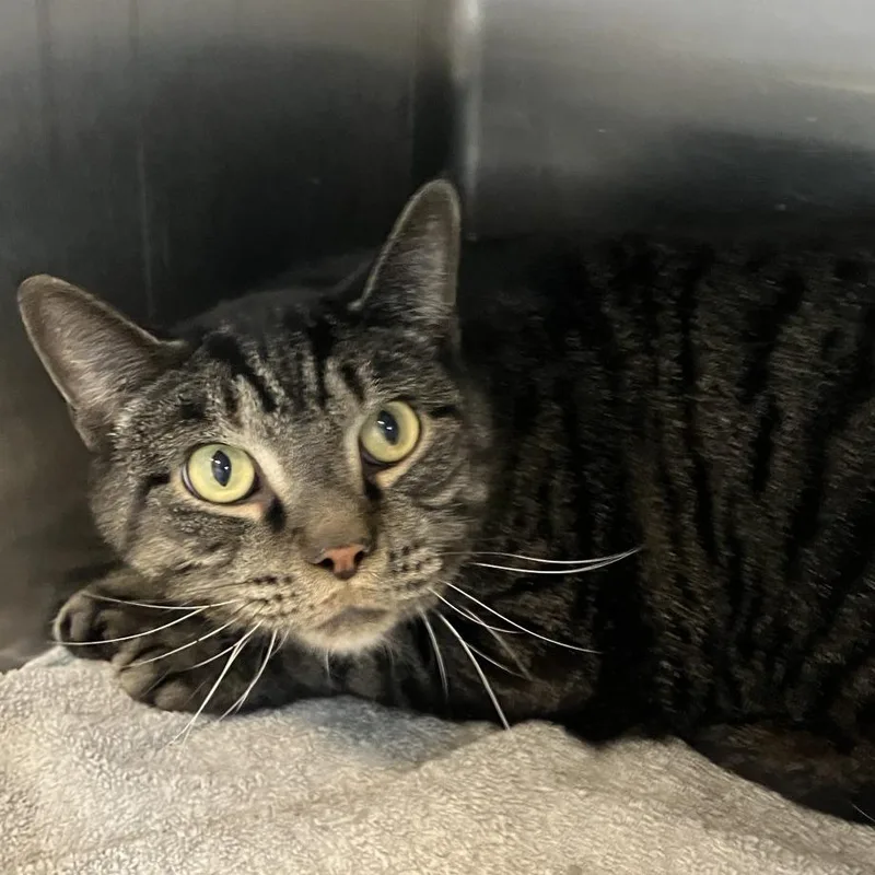 A senior large-sized male Brown / Chocolate Domestic Short Hair cat named Poseidon for adoption in Washington Township, OH