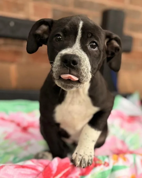 A baby small-sized female Pit Bull Terrier dog named Bonnie for adoption in Canton, GA