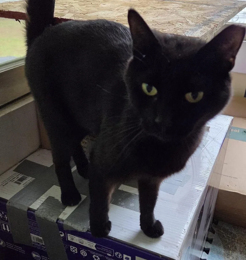 An adult medium-sized female Black Domestic Short Hair cat named Ari for adoption in Salisbury, NC