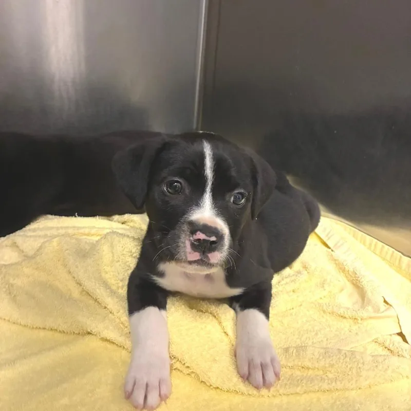 A baby small-sized female Black Black Labrador Retriever dog named Faye for adoption in Hawthorne, CA