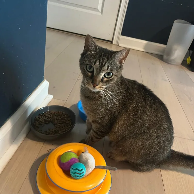 An adult medium-sized female Gray / Blue / Silver Domestic Short Hair cat named Cannoli for adoption in Fort Lauderdale, FL