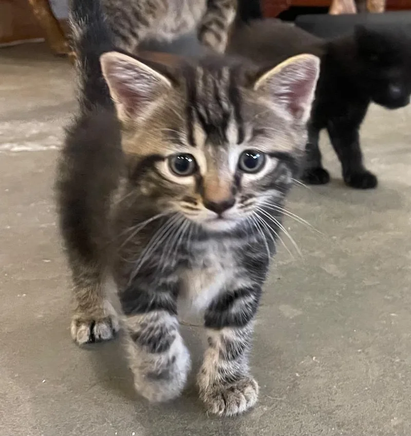 A baby medium-sized female Domestic Short Hair cat named Maryanne for adoption in Columbia, IL