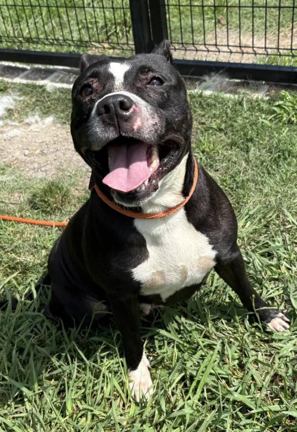 An adult medium-sized female Pit Bull Terrier dog named Lexie for adoption in Virginia Beach, VA