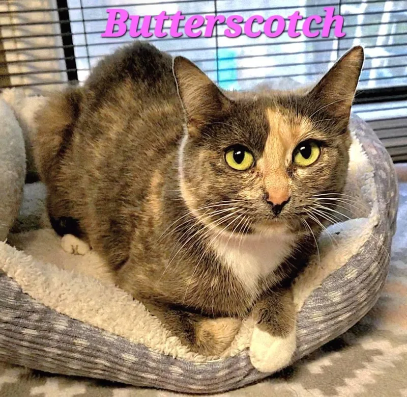 An adult medium-sized female Dilute Tortoiseshell cat named Butterscotch for adoption in Macon, GA