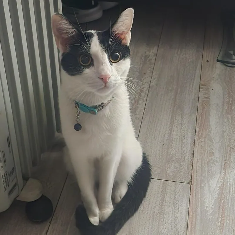 An adult medium-sized male White Domestic Short Hair cat named Moo for adoption in Reno, NV