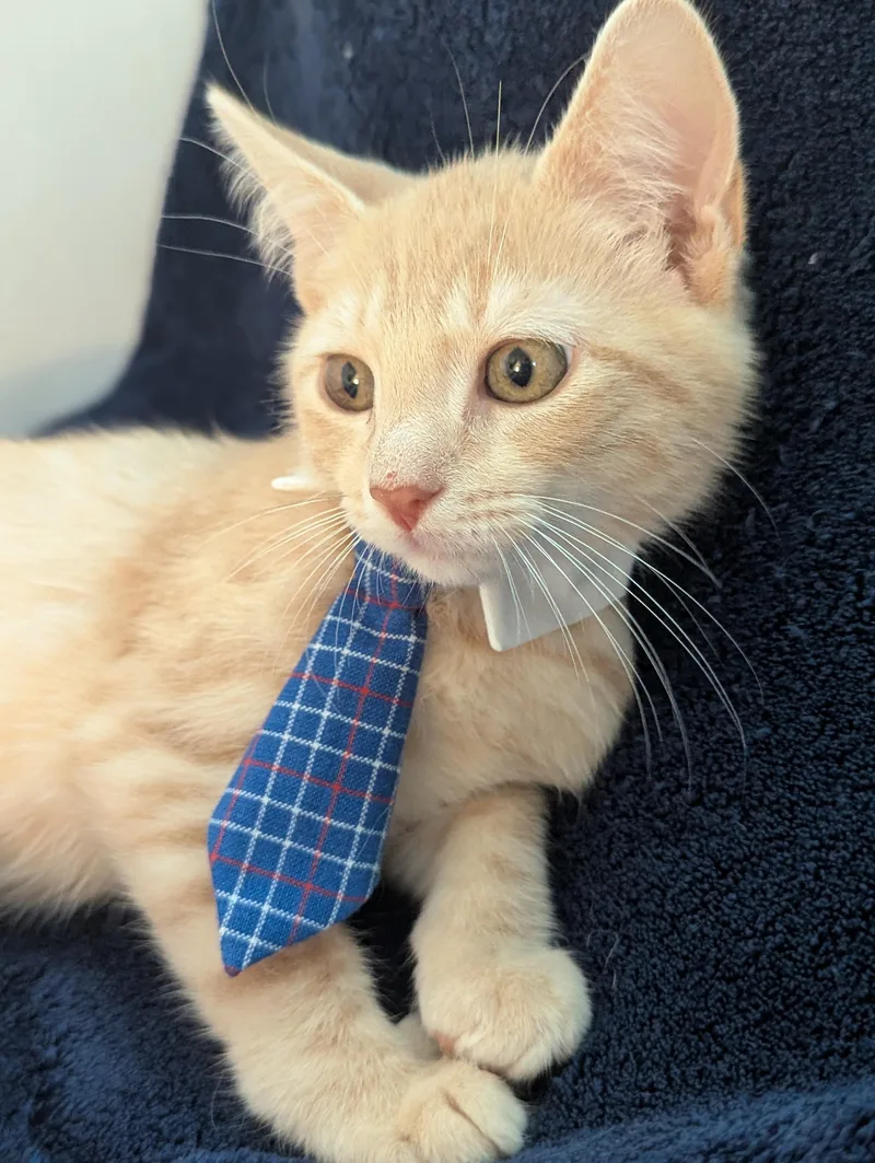 A baby medium-sized male Buff / Tan / Fawn Domestic Short Hair cat named Repete  Cream Male for adoption in Haddon Heights, NJ