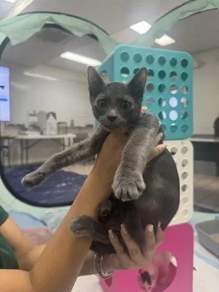 A baby small-sized male Domestic Short Hair cat named Biscuits for adoption in Honolulu, HI