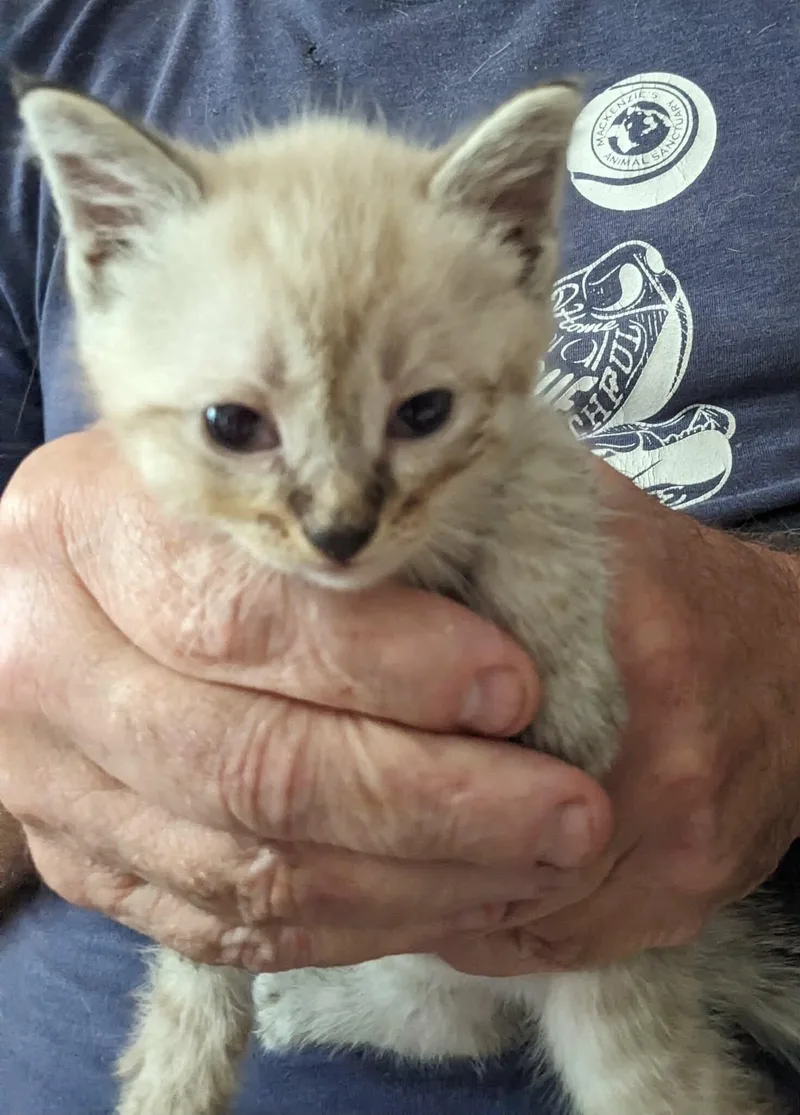 A young medium-sized male Seal Point Domestic Short Hair cat named Dust for adoption in Grand Rapids, MI
