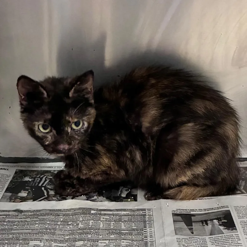 A young small-sized female Tortoiseshell Domestic Short Hair cat named Petunia for adoption in Charleston, WV