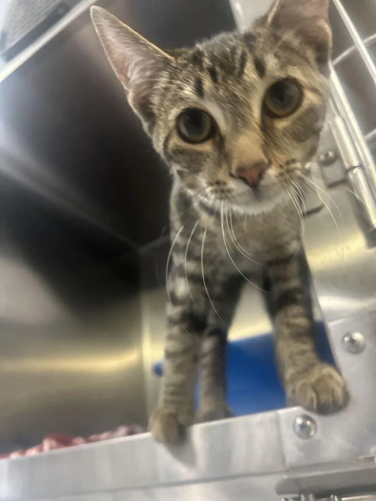 A baby medium-sized male Domestic Short Hair cat named Curry for adoption in Athens, AL