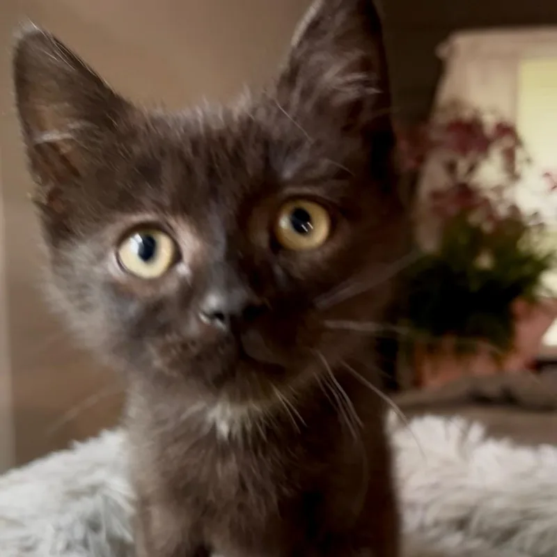 A baby small-sized male Black Domestic Short Hair cat named Ruckus Best friends with for adoption in West Jefferson, OH