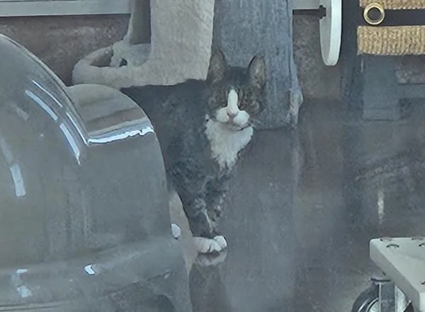 An adult medium-sized male Domestic Short Hair cat named Max for adoption in Ridgewood, NY