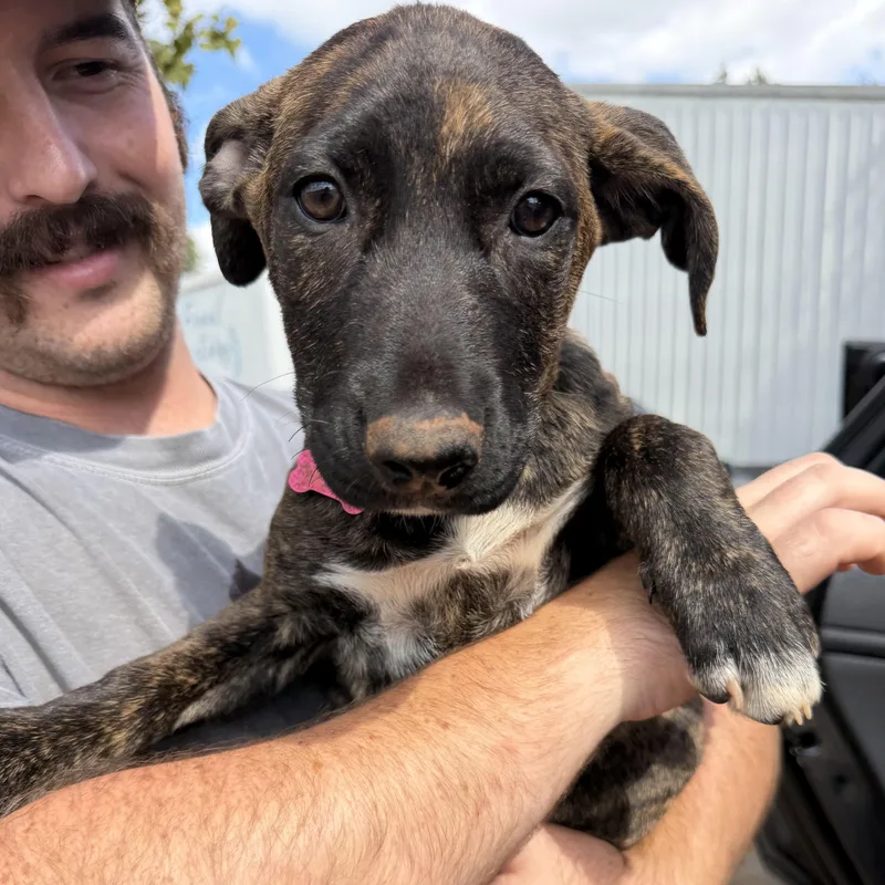 A baby medium-sized female Brindle Mixed Breed dog named Zoe for adoption in Columbia, SC