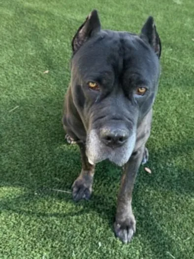 An adult extra large-sized male Cane Corso dog named Simon for adoption in Los Angeles, CA