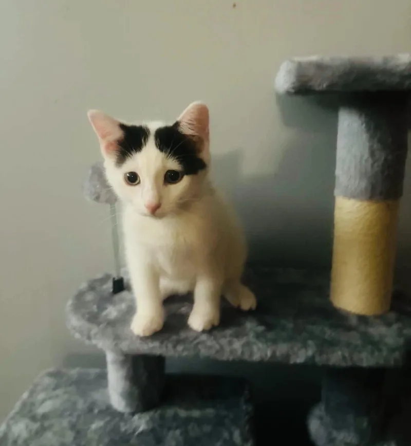 A baby small-sized male Black & White / Tuxedo Domestic Short Hair cat named Axel for adoption in Staten Island, NY