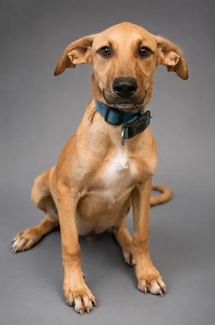 A young small-sized male German Shepherd Dog dog named Charlie for adoption in Bowling Green, KY